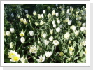 An vielen Stellen Papenburgs blühen im Frühjahr Osterblumen und Tulpen.